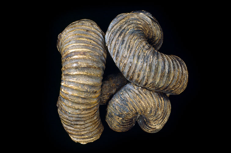 A Nipponites mirabilis specimen on a black background