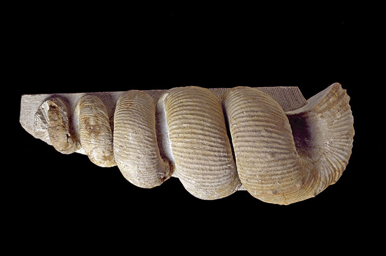 A Nostroceras specimen on a black background