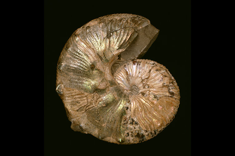 An ammonite fossil with faint ribs and tubercles. 