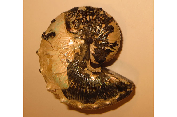 A Scaphites whitfieldi specimen on a beige background
