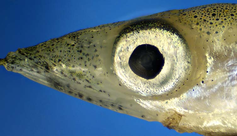 The head of a sand eel against a blue background. 