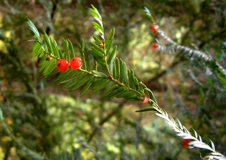 A berry on a branch of a yew tree