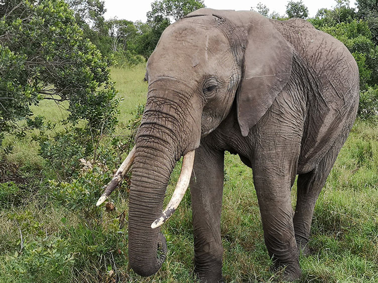 An elephant among plants