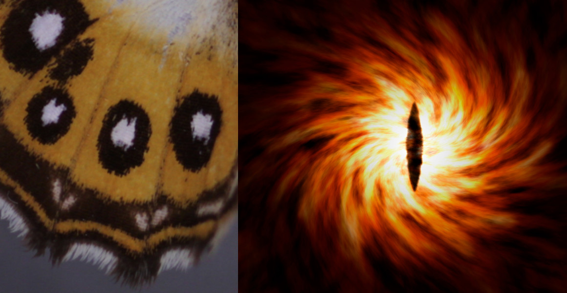 The eyespots of the Saurona butterflies (left), and a firey eye with a black pupil (right).