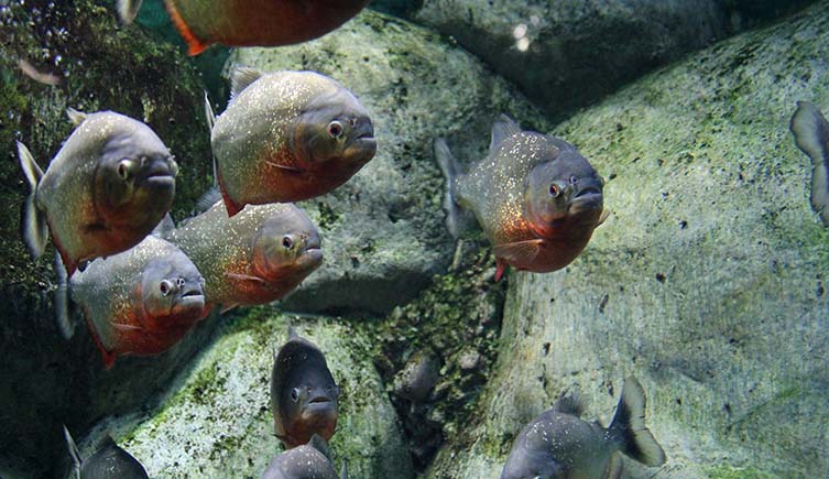 A group of red-bellied piranhas swim underwater.