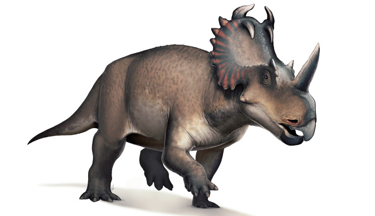 An artist's impression of Centrosaurus