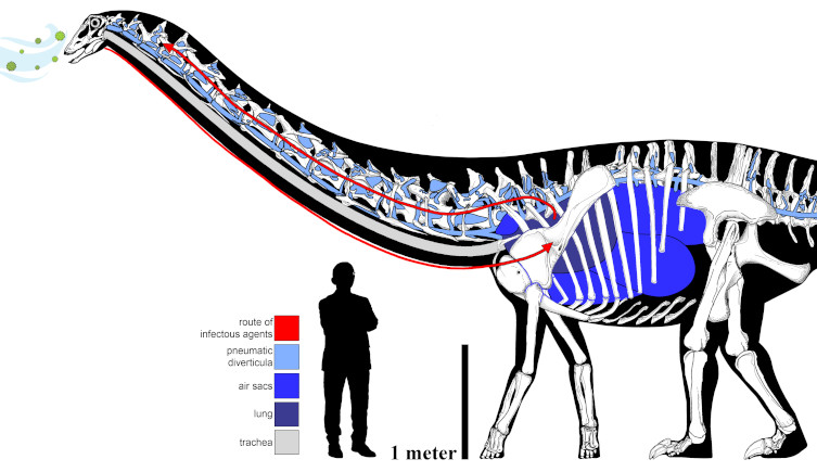 A diagram showing the respiratory system of a diplodocid, compared to human size