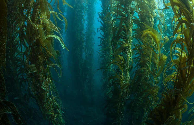 Seaweeds: a hidden habitat under threat | Natural History Museum