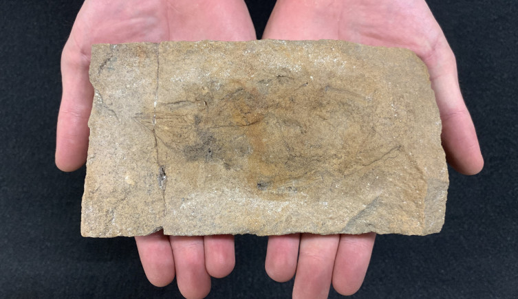 A specimen of Scleromochlus preserved in rock held in two hands