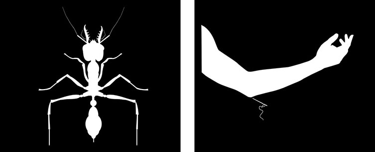 Silhouette of a suturing army ant next to a silhouette of an arm with a needle and thread aimed at the elbow