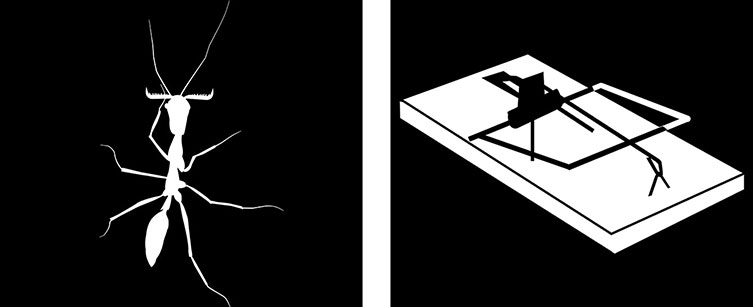 Silhouette of a trap-jaw ant next to a silhouette of a rat trap