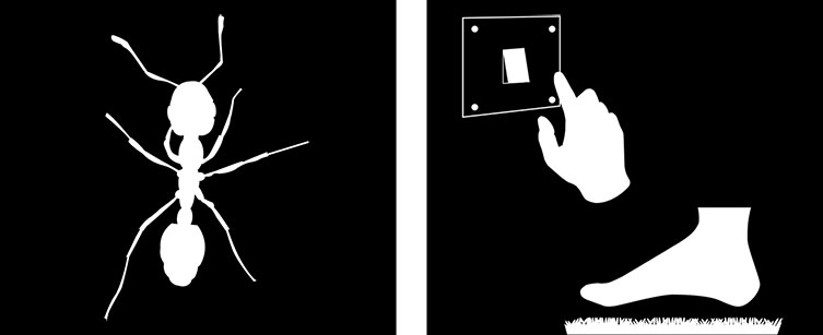 Silhouette of a tropical fire ant next to a silhouette of a hand reaching for a light switch and a foot stepping onto a shag carpet