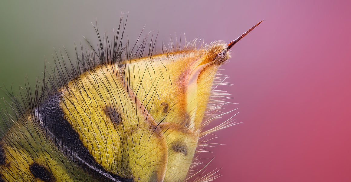Macro photography of a wasp's stinger