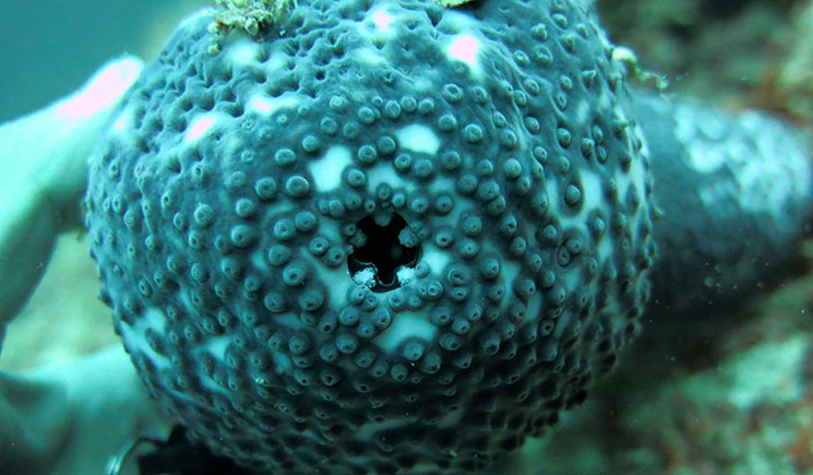 The rear end of a blue sea cucumber, displaying it's anal teeth