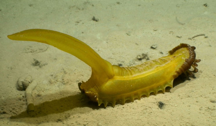 A yellow gummy squirrel sea cucumber with a large tail-like structure