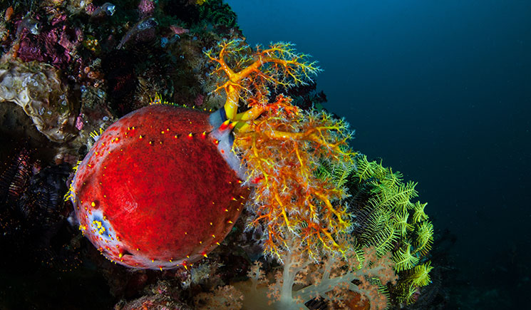 A red sea apple cucumber perched on a rock