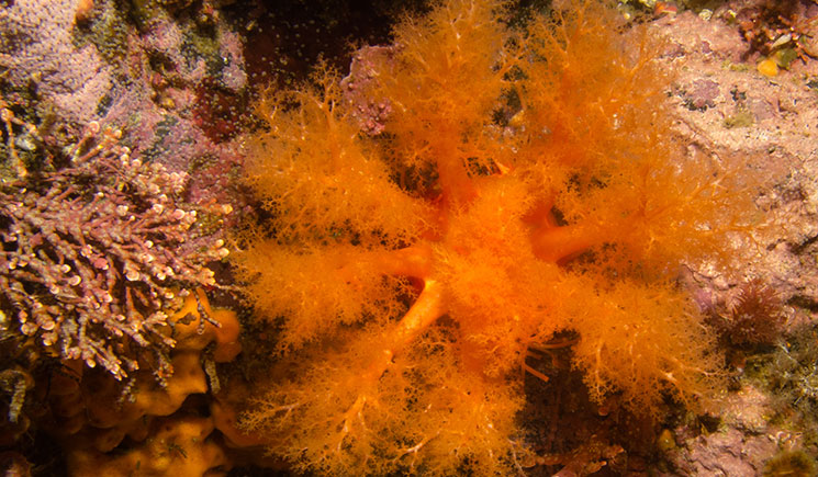 The bush red-orange tentacles of a red sea cucumber poking out from between rocks.