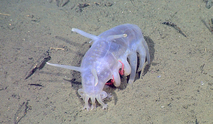 A deep-ocean dwelling sea pig sea cucumber