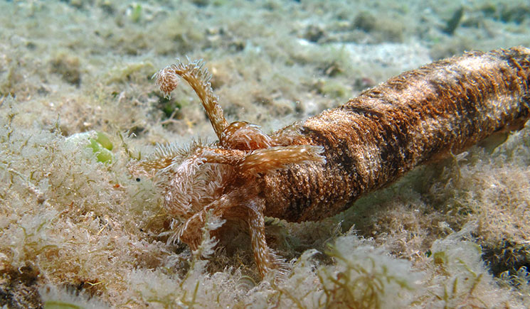 The front end of a snake sea cucumber