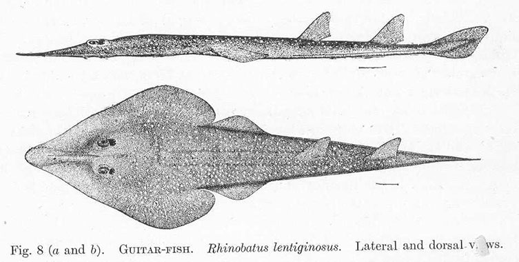 A side and dorsal view of a guitar fish