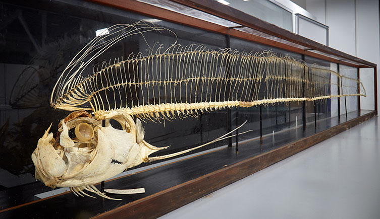 A glass case containing the skeleton of an oarfish
