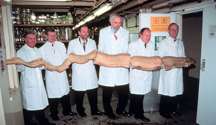 Six scientists hold up a long oarfish specimen