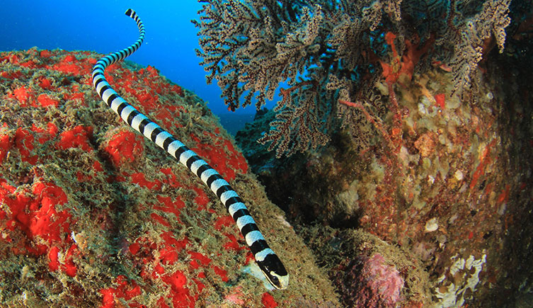 A yellow-lipped sea krait swimming over the top of a coral reef
