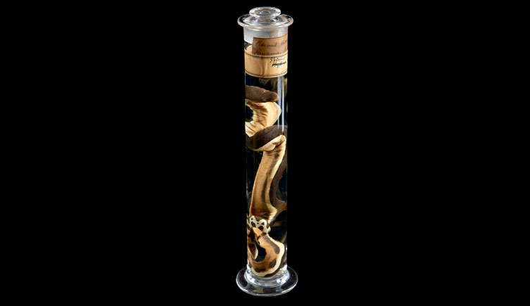 A tall jar containing a yellow-bellied sea snake