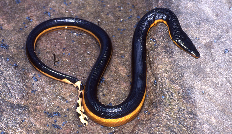 A yellow-bellied sea snake washed up on a rock