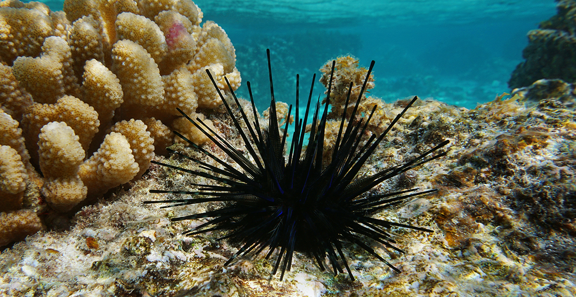A single black long-spined sea urchin on the seafloor next to coral
