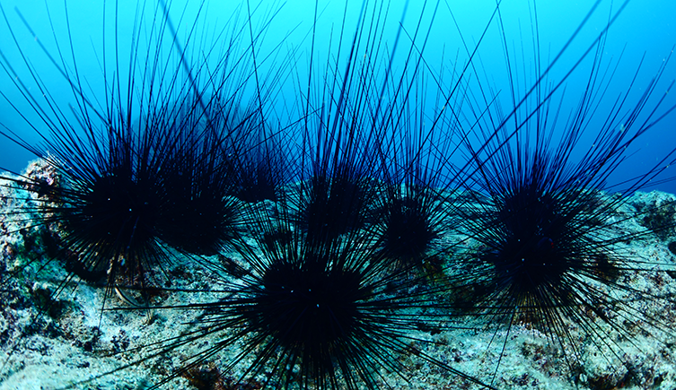 Several black sea urchins with exceptionally long spines. 