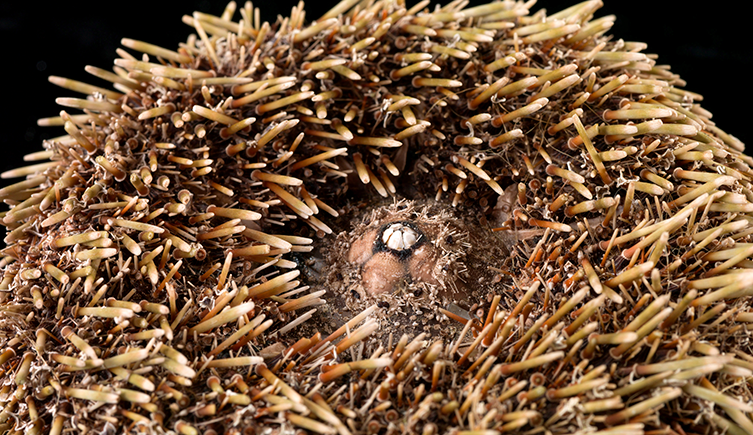 A flower sea urchin specimen