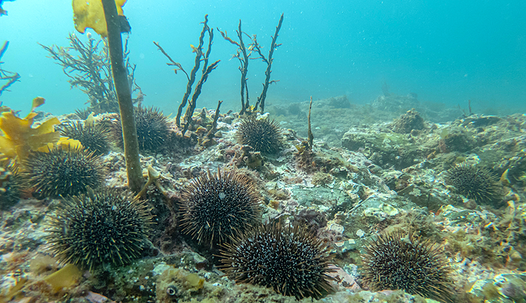 Several kina sea urchins on the barren seafloor close to remaining kelp stems