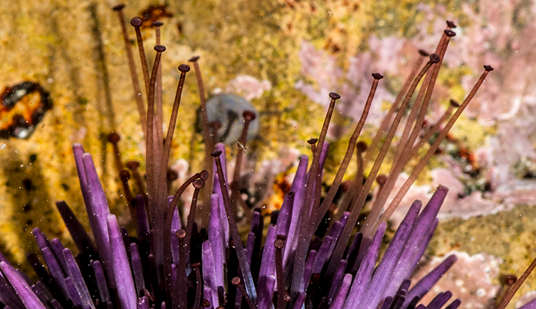 Several tube feet reaching out from between a sea urchin's spines.