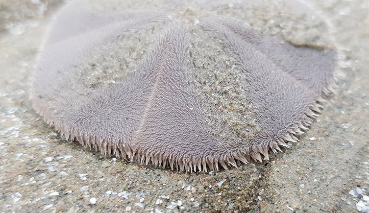 A live sand dollar on a beach.