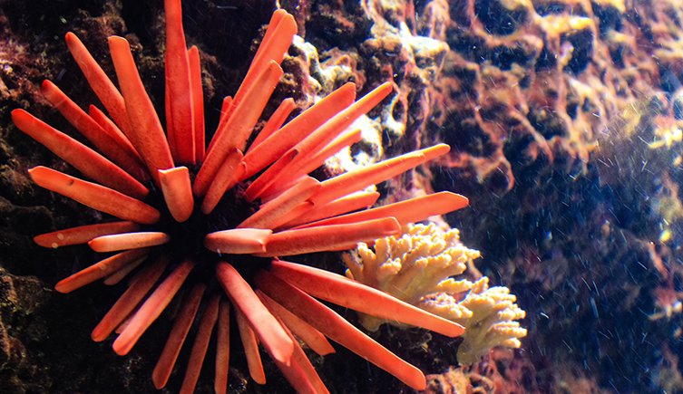 A live slate-pencil urchin with large red spines perched on a rock underwater