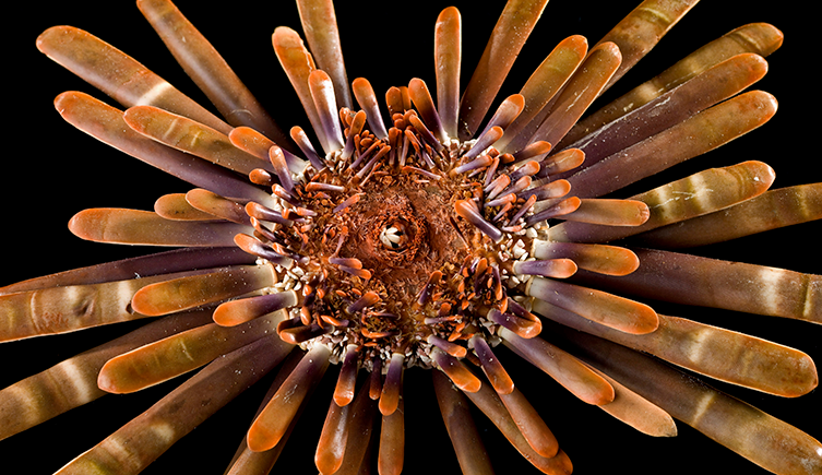 A specimen of a slate-pencil sea urchin