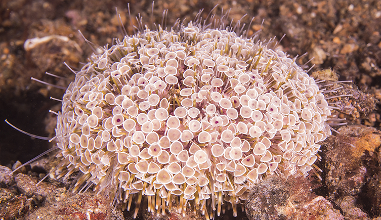 A flower sea urchin on the seafloor. It has many petal-like pedicellariae which hide its short spines.