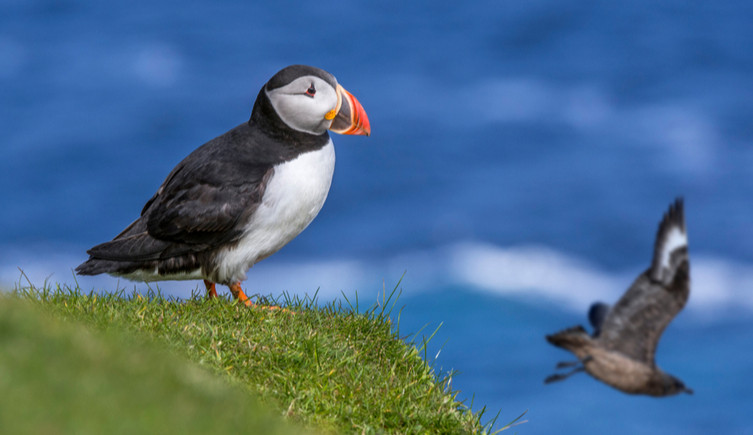 A puffin sits in the foreground on grass as a great skua flies past