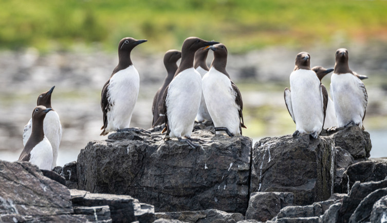 A group of guillemots stand on dark rocks