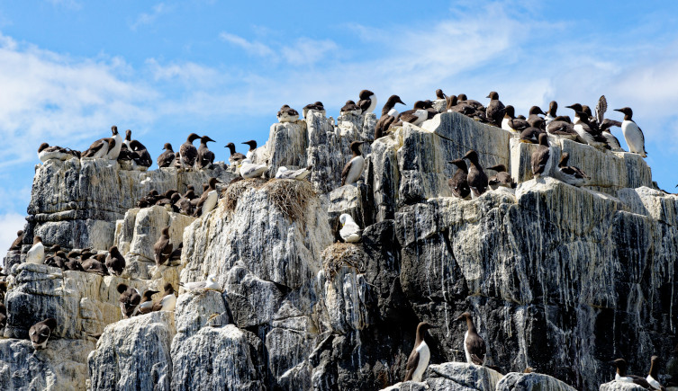 Black and white seabirds sit on rocks against a blue sky.
