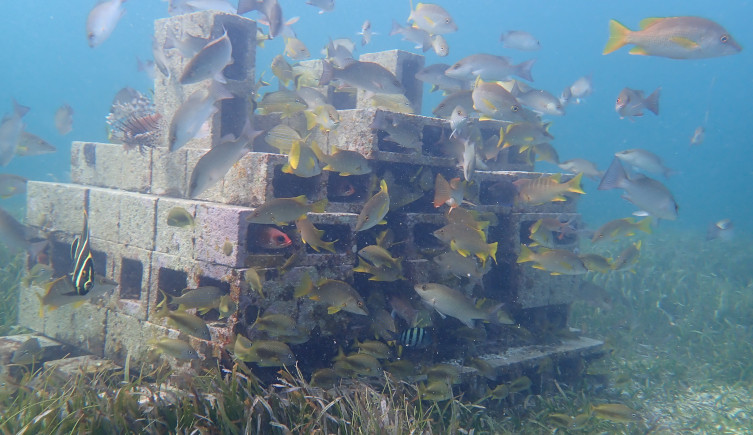 Fish swim around a pile of breeze blocks amongst a seagrass meadow.