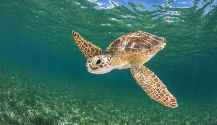 A sea turtle swims above seagrass.