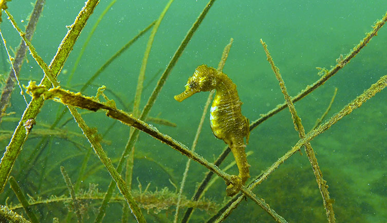 A seahorse with its tail wrapped around a blade of seagrass