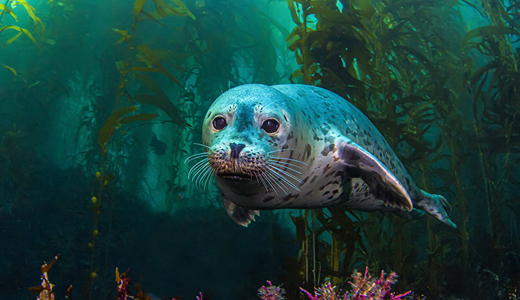 An earless seal swimming underwater in a kelp forest. 