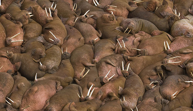 An aerial picture looking down on a colony of walruses, which fill the image. 