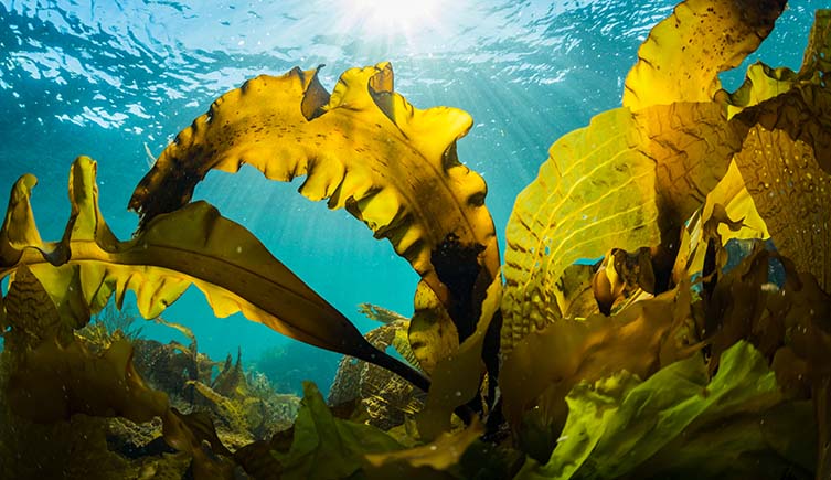 Seaweed underwater