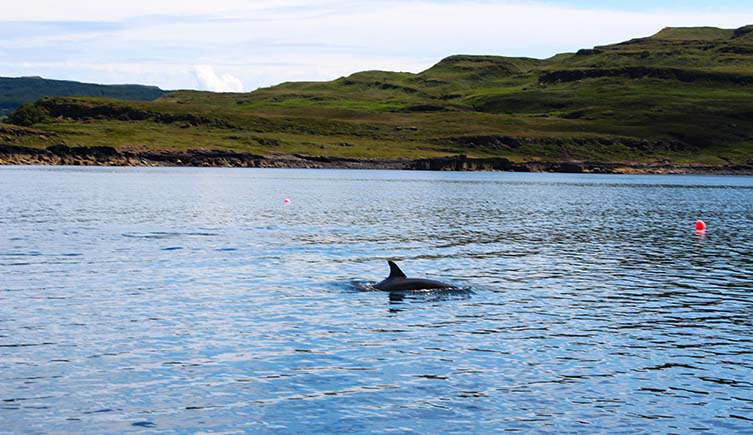 A dolphin’s fin is visible above the water at Aird Fada seaweed farm