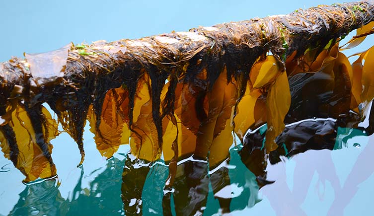 Seaweed growing on a rope