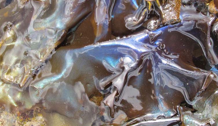 Iridescent light reflects off a brown seaweed.